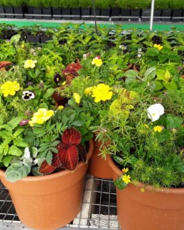 Annual – 10 ” Mixed Pot