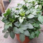 Dahlias- 10" Pot- (Assorted Colors)