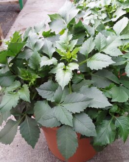 Dahlias- 10″ Pot- (Assorted Colors)