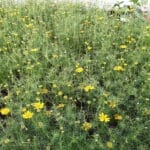 Dahlberg Daisy