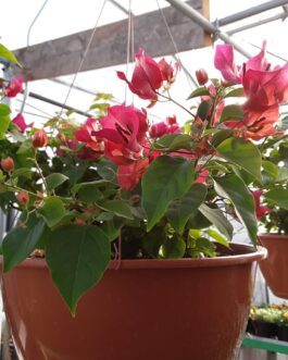 14″ Basket – Bouganvillea