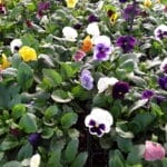 Pansy