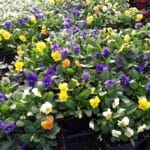 Violas