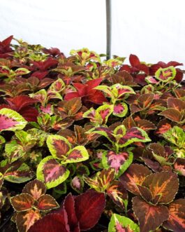 Coleus