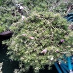 Hybrid Portulaca white