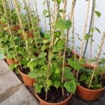 Morning Glory Annual- 7 Gallon