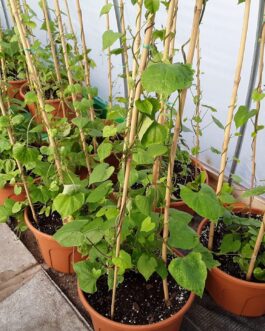 Morning Glory Annual- 7 Gallon