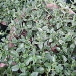 Hearts- N- Flowers - Red