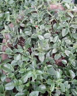 Hearts- N- Flowers – Red