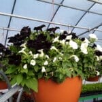14" Basket - Trailing Petunia