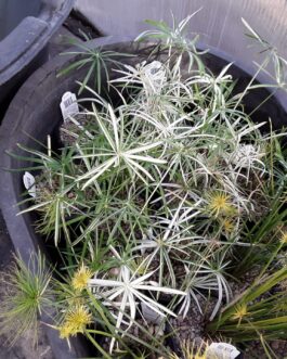 Cyperus Variegatus – Pond Plant