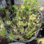 Cyperus Haspan
