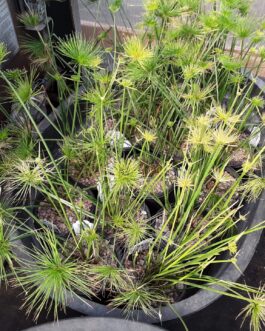 Cyperus Haspan