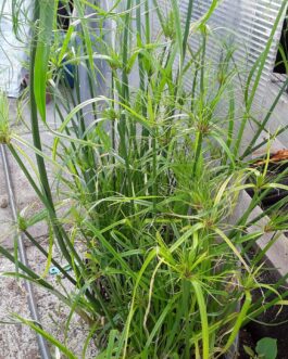 Papyrus – Pond Plant