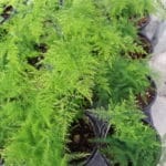 Asparagus Plumosa