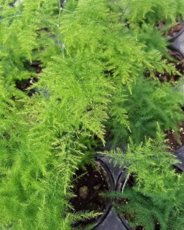 Asparagus Plumosa