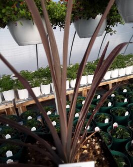 Spikes – Red Sensation