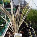 Spikes - Torbay Dazzler