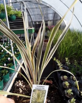 Spikes – Torbay Dazzler