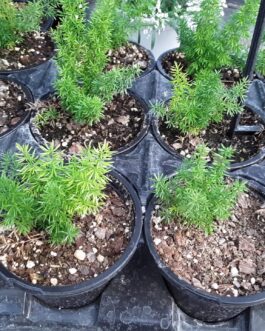 Asparagus – Meyerill