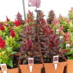 Celosia - Kelos(Assorted Colors)