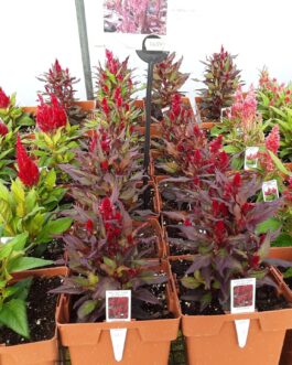 Celosia – Kelos(Assorted Colors)