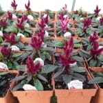 Celosia - Intenz Purple