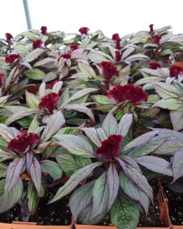 Celosia – Dracula