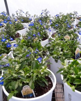 Lobelia – Techno Upright Blue