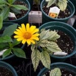 False Sunflower Sunstruck