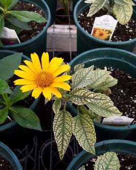 False Sunflower Sunstruck