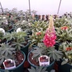 Lupine