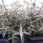 Buddleia