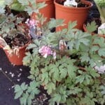 Bleeding Heart