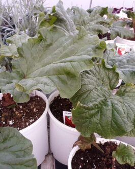 Canada Rubarb