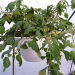 Tomato- Hanging Basket