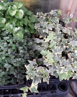 Small Foliage Starters