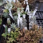 Succulents- $8.00