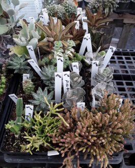 Succulents- $8.00