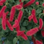 Chenille Firetails