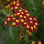 Achillea Milly Rock Red