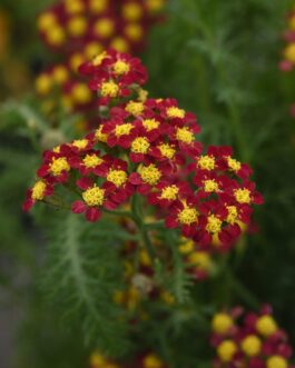 Achillea Milly Rock Red
