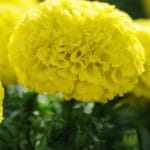 Taishian Yellow Marigold