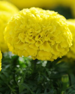 Taishian Yellow Marigold