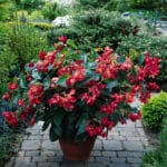 Begonia - Dragon Wing Red