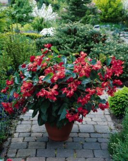 Begonia – Dragon Wing Red