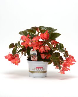 Begonia – Whopper Red with Bronze Leaf