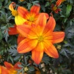 Bidens - Bee Alive