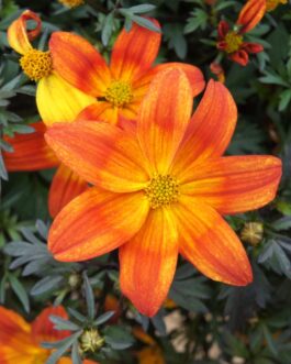 Bidens – Bee Alive