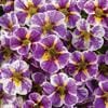 Calibrachoa – (Proven Winner Superbells) – Holy Smokes